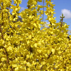 Forsythie / Goldglöckchen 'Lynwood' - Forsythia 'Lynwood'