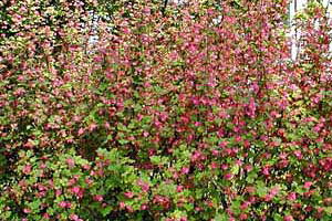 Blutjohannisbeere 'King Edward' - Ribes sanguineum 'King Edward'