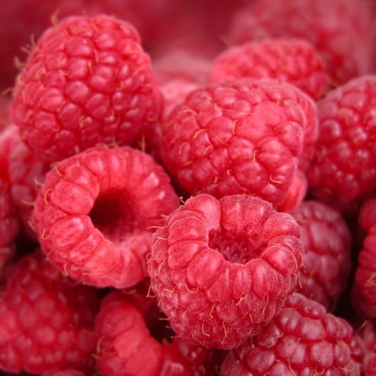 Himbeeren in gesunder und ertragreichen Sorte - Rubus ideus 'Malling Promise'