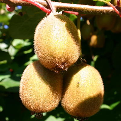 Chinesische Kiwi / Strahlengriffel - Actinidia deliciosa 'Solo'/Jenny