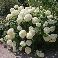 Ballhortensie 'Annabelle' - Hydrangea arborescens 'Annabelle'