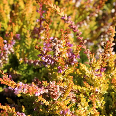 Besenheide / Sommerheide 'Boskoop' - Calluna vulgaris 'Boskoop'