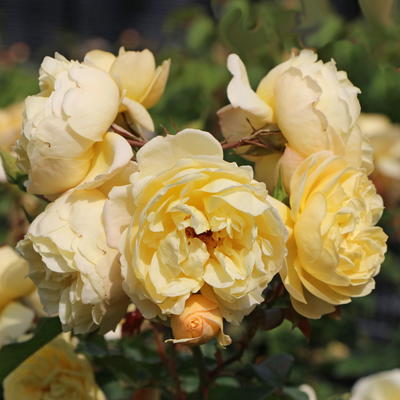 Bodendecker-Rose 'Sonnenschirm' ® - Rosa 'Sonnenschirm' ®