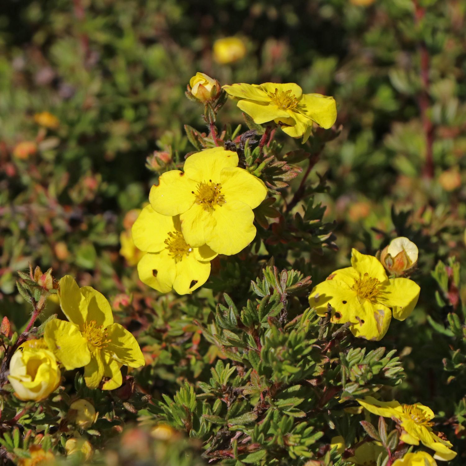 Fingerstrauch 'Kobold' - Potentilla fruticosa 'Kobold'