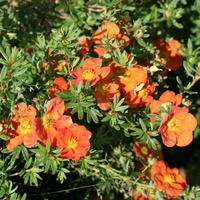 Fingerstrauch 'Red Ace' - Potentilla fruticosa 'Red Ace'
