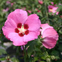 Garteneibisch 'Woodbridge' - Hibiscus syriacus 'Woodbridge'