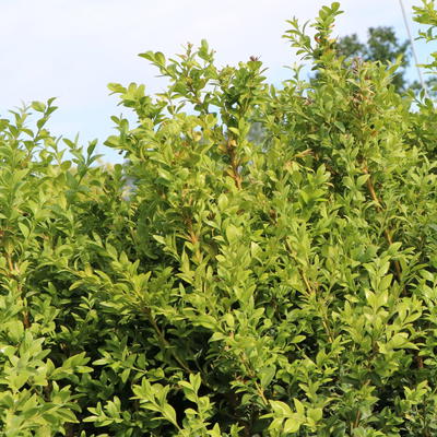 Hoher Buchsbaum - Buxus sempervirens var. arborescens