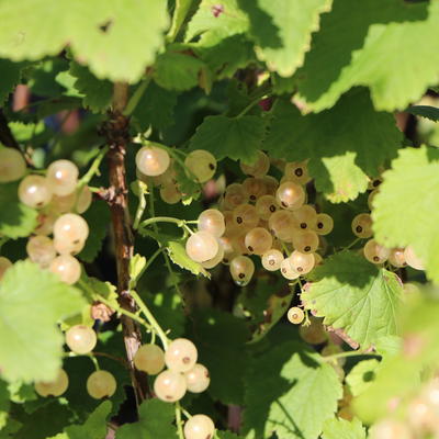 Johannisbeere 'Weiße Versailler' (in Sorten) - Ribes sativa 'Weiße Versailler' (in Sorten)
