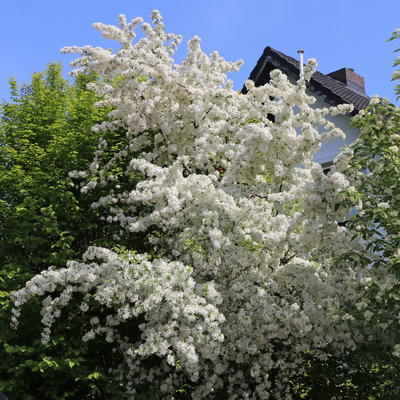 Kleinfruchtiger Zierapfel - Malus toringo var. sargentii 'Veredlung'