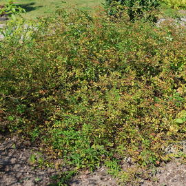 Kriechrose / Feldrose - Rosa arvensis