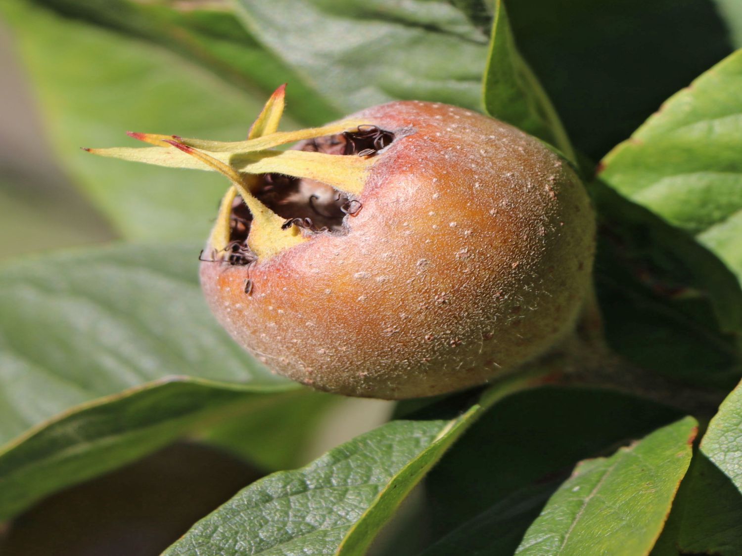 Mispel, großfrüchtig / Echte Mispel - Mespilus germanica
