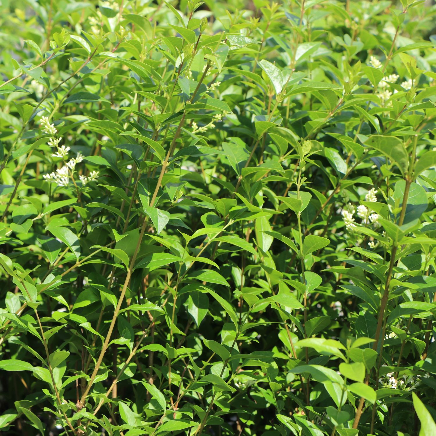 Ovalblättriger Liguster - Ligustrum ovalifolium