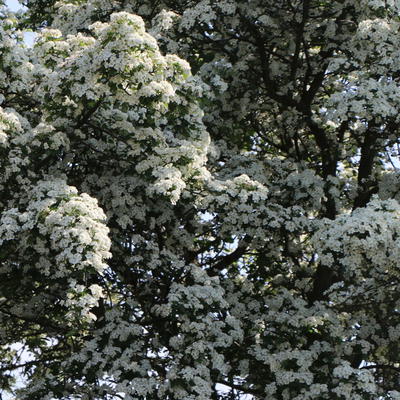 Pflaumenblättrigen Weißdorn - Crataegus prunifolia / persimilis