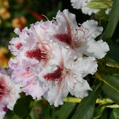 Rhododendron 'Progres' - Rhododendron Hybride 'Progres'