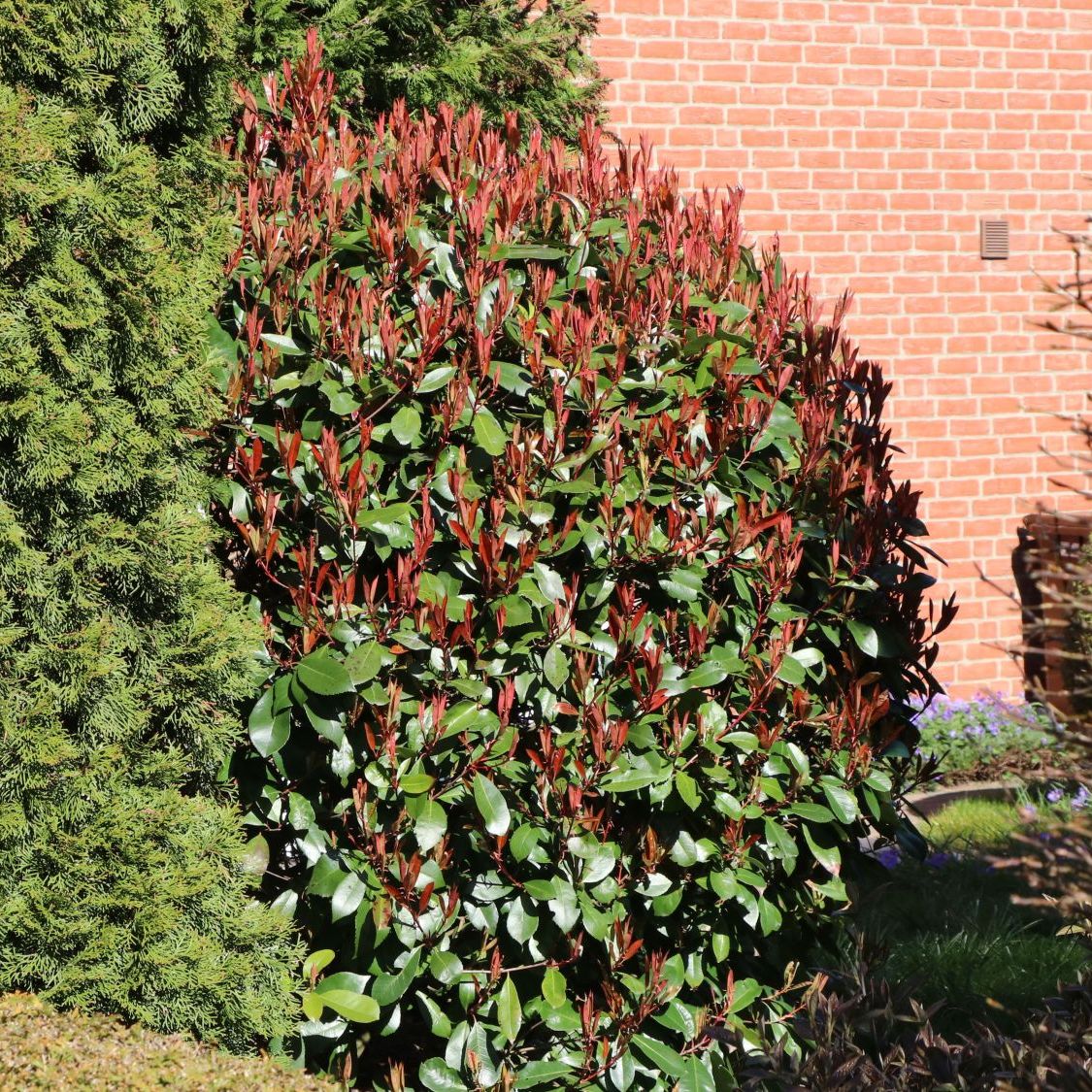 Rote Glanzmispel 'Red Robin' - Photinia x fraseri 'Red Robin'