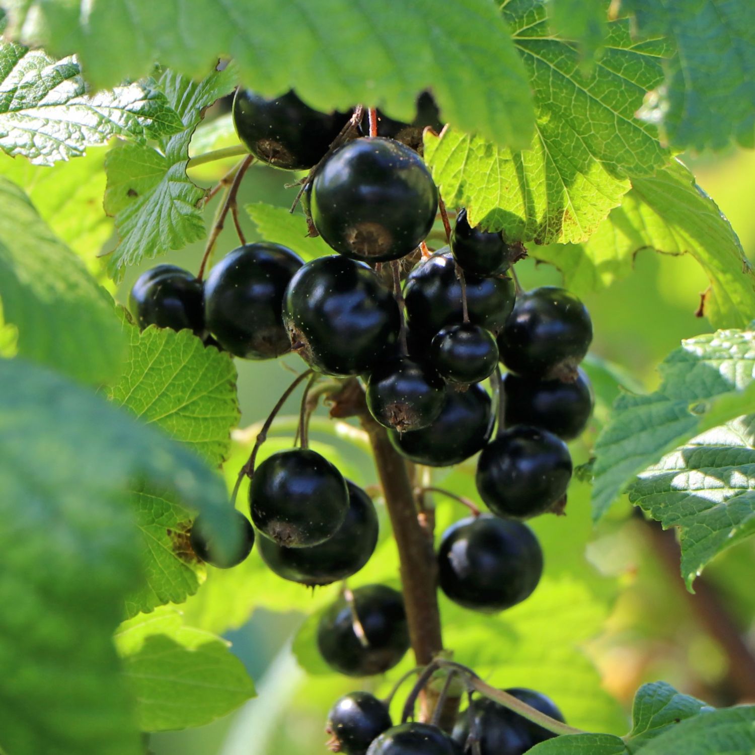schwarze Johannisbeeren 'Titania' - Ribes nigrum 'Titania'