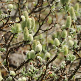 Schweizer Kätzchenweide - Salix helvetica