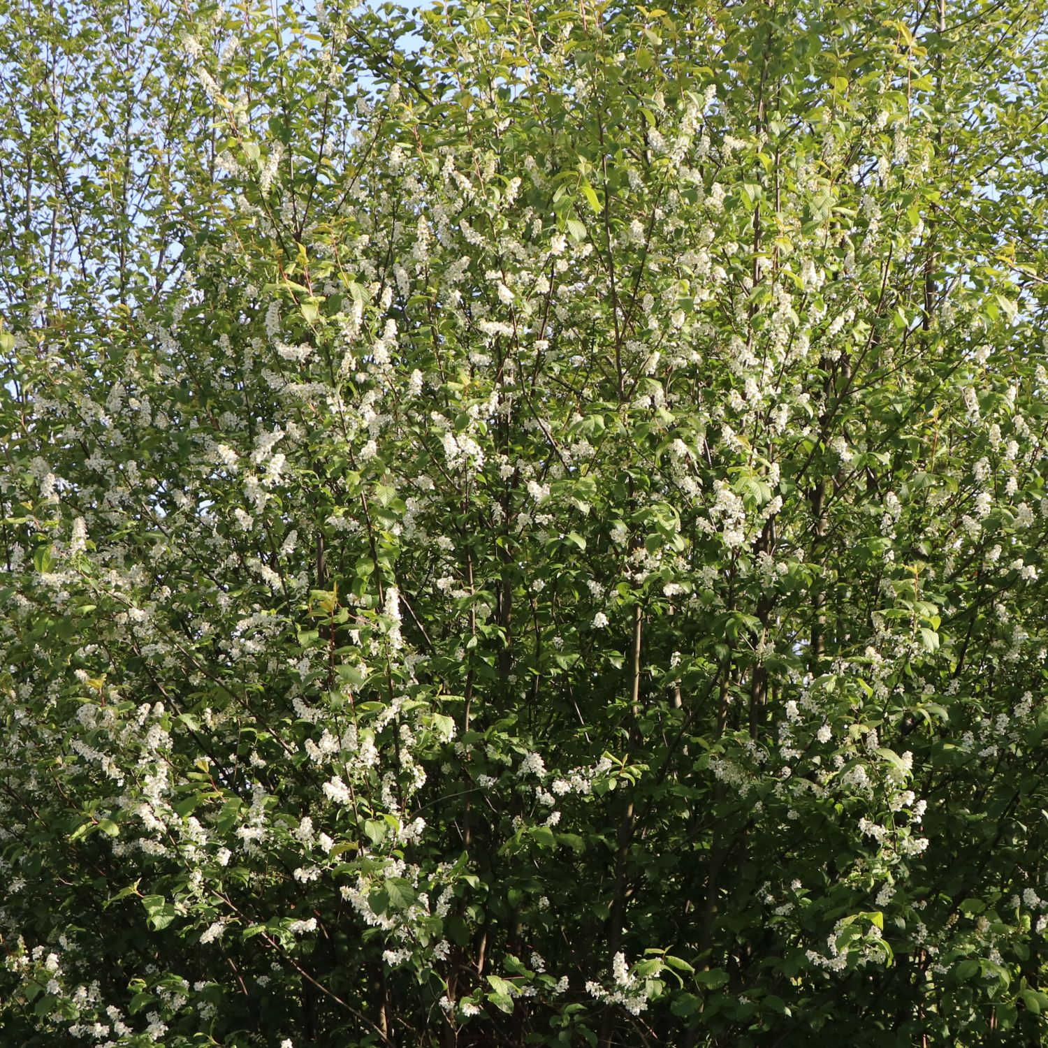 Spätblühende Traubenkirsche - Prunus serotina