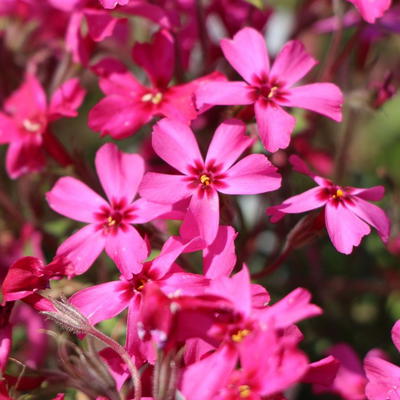 Teppich-Flammenblume 'Scarlet Flame' - Phlox subulata 'Scarlet Flame'