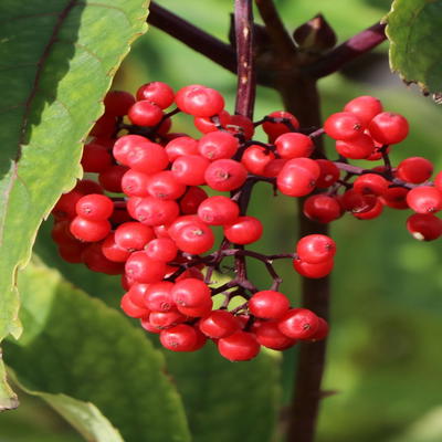 Traubenholunder / Hirschholunder - Sambucus racemosa