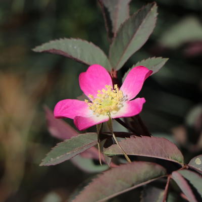 Wildrose Hechtrose / Rotblättrige Rose glauca - Rosa glauca
